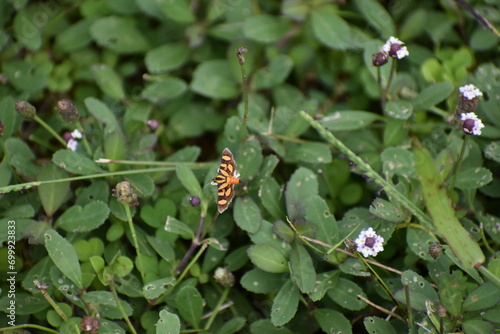 Red-waisted Florella Moth aka Syngamia florella
 photo