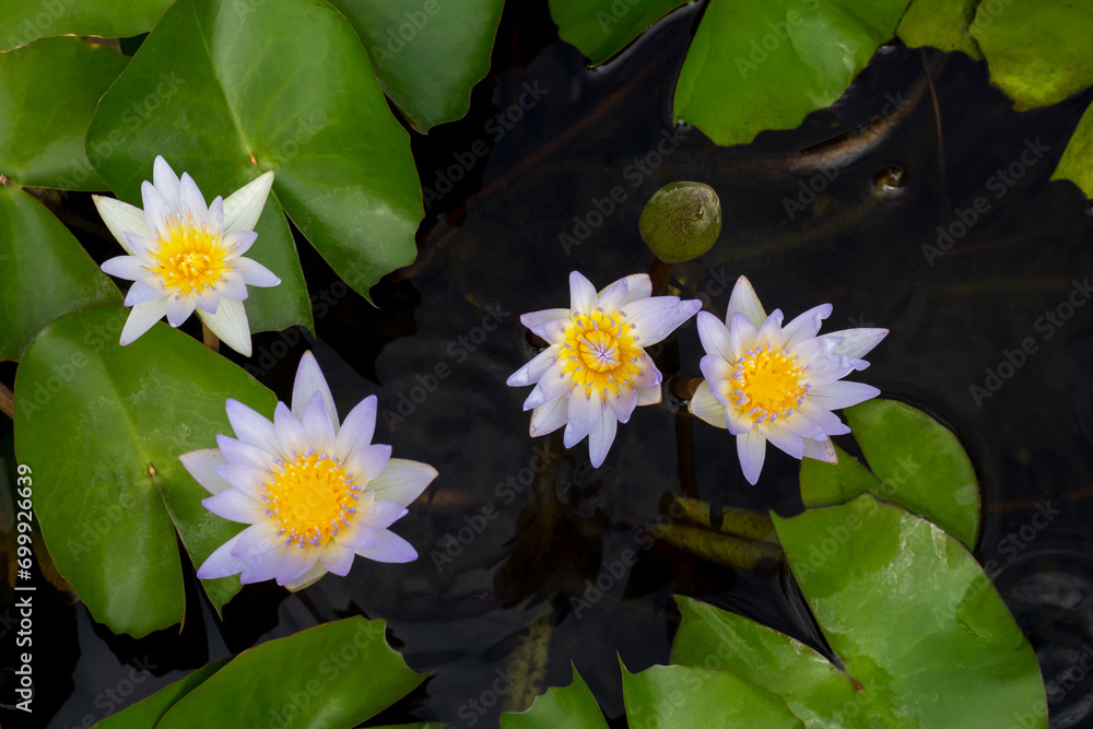 Top view of purple and yellow lotus or water lily flower blooming in the pot on blur nature background. Top view of purple and yellow lotus or water lily flower blooming in the pot on blur nature background.