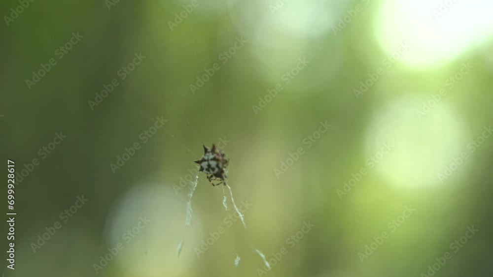The spider sits inside its web to catch its prey The spider sits inside its web to catch its prey