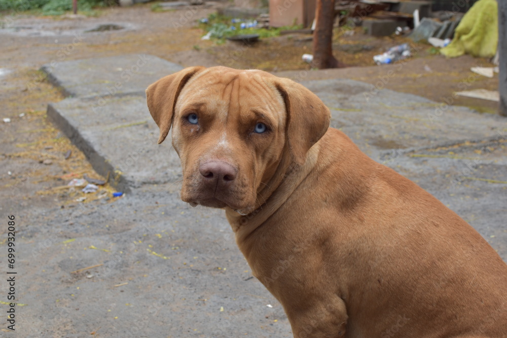perro ojos blancos perro ojos blancos