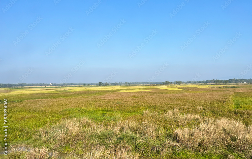 Green agricultural field with blooming yellow flowers against a blue sky.