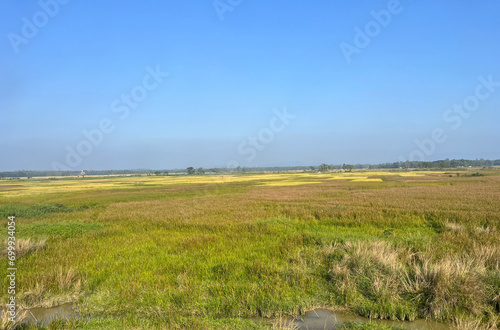 Green agricultural field with blooming yellow flowers against a blue sky.