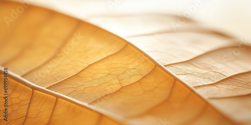 A close up of the surface of a leaf, in the style of light orange and light bronze, undefined anatomy, photo