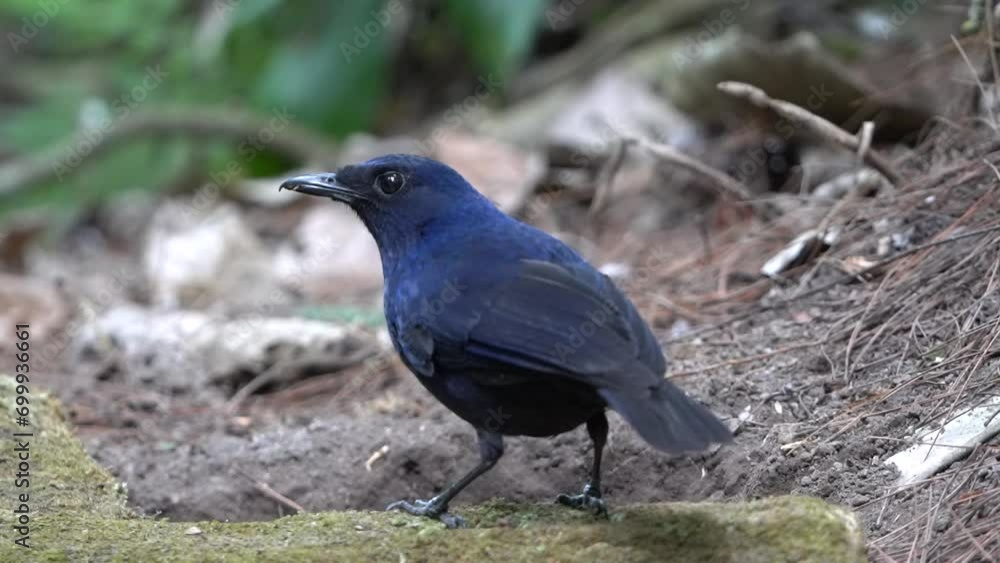 a beautiful javan whistling thrush bird is pecking at earthworms from behind a dry branch covered in moss a beautiful javan whistling thrush bird is pecking at earthworms from behind a dry branch covered in moss