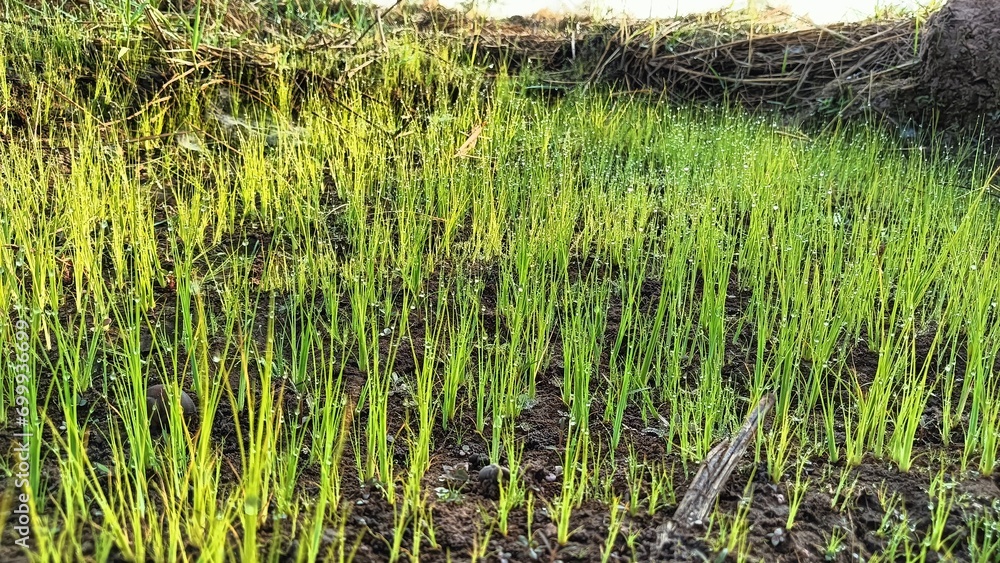 Obraz premium young grass