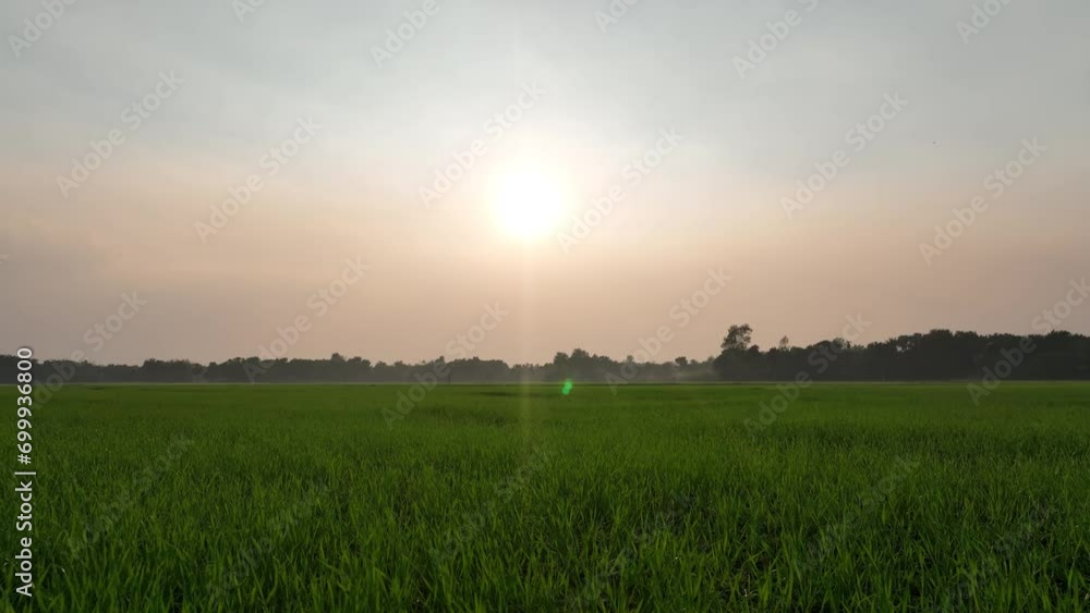 aerial view of a beautiful sunset over green corn fields - agricultural fields.