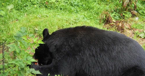 Black Bear eating (Ursus Americanus). Sitka, Alaska photo