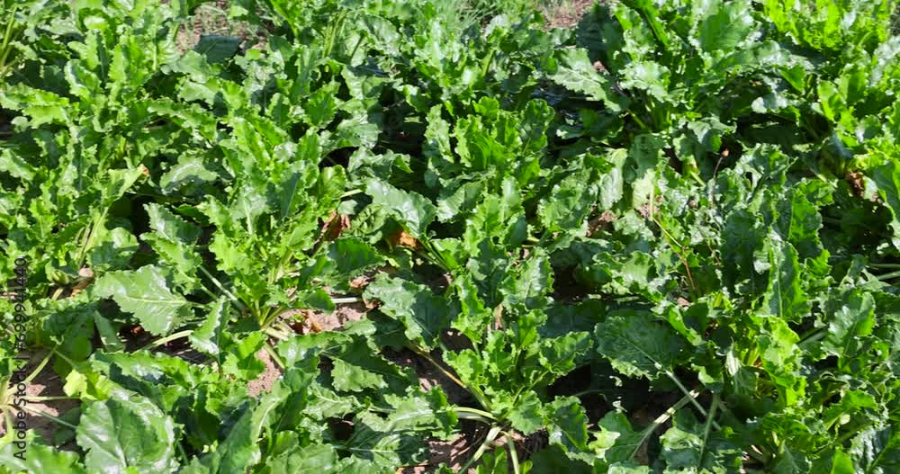 a field with sugar beet for industrial use, a farmer's field with white beet for sugar production a field with sugar beet for industrial use, a farmer's field with white beet for sugar production