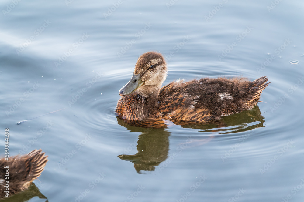 Cute little duckling swimming alone in a lake or river with calm water Cute little duckling swimming alone in a lake or river with calm water