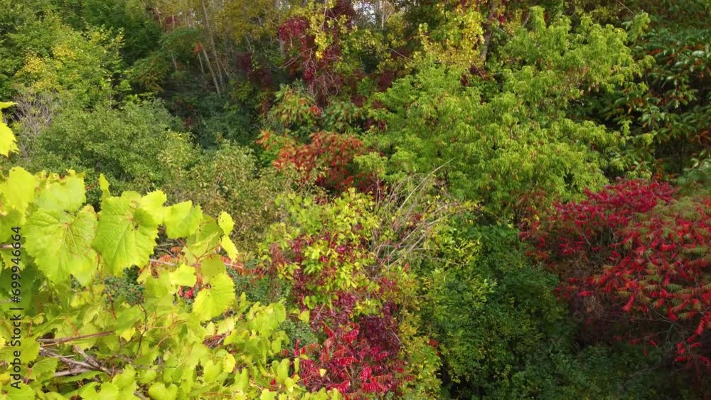 Deep maple and spruce forest autumn multicolour in rural Montreal, Canada
