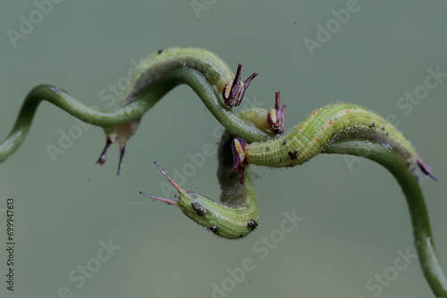 Three common palmfly caterpillars are eating the tendrils of a vine. This insect has the scientific name Elymnias hypermnestra agina. photo