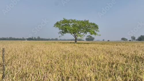 Tree in the peddy field photo