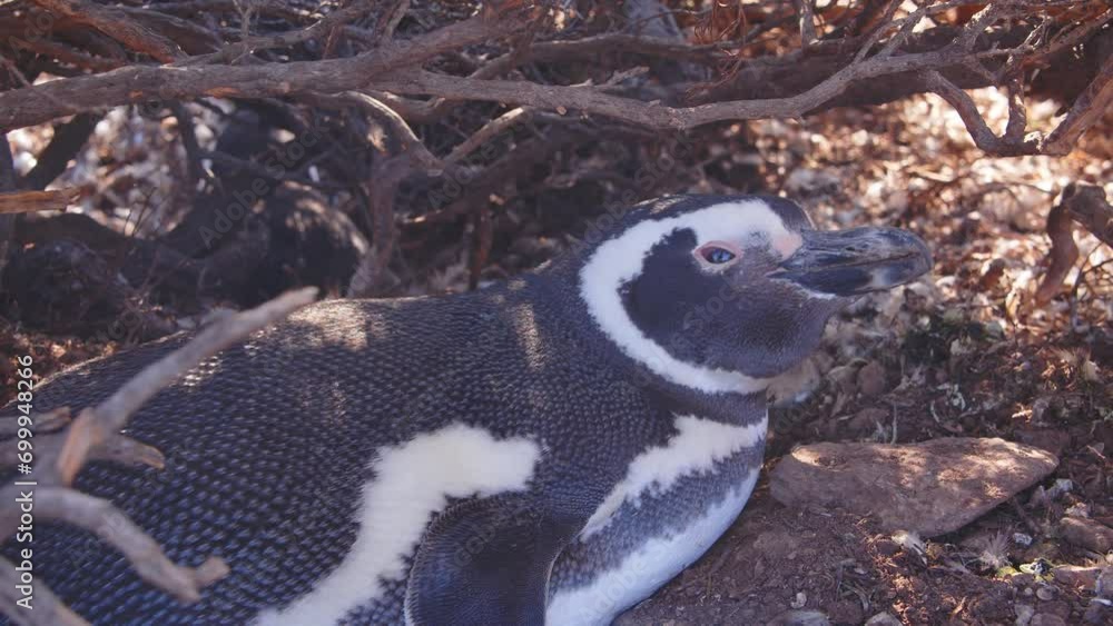 Resting Penguin looking at the camera as it rests near the entrance of its nesting hole at bahia bustamante Resting Penguin looking at the camera as it rests near the entrance of its nesting hole at bahia bustamante