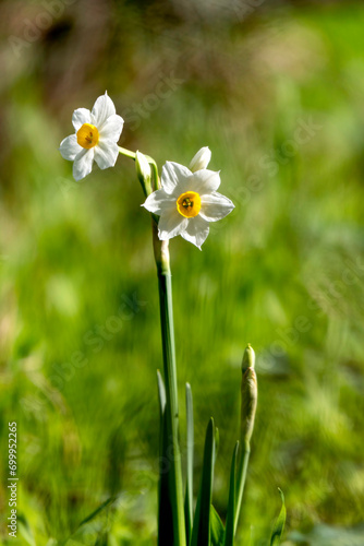 Spring flowering of forest wild daffodils. White and yellow Narcissus tazetta flowers