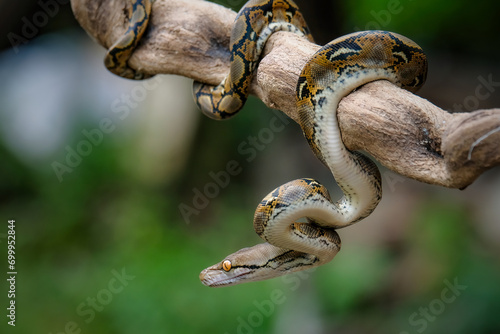 Retic culatus borneo snake on the branch
