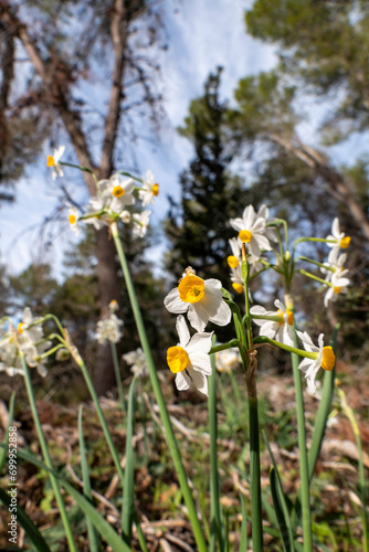 Spring flowering of forest wild daffodils. White and yellow Narcissus tazetta flowers © Emma