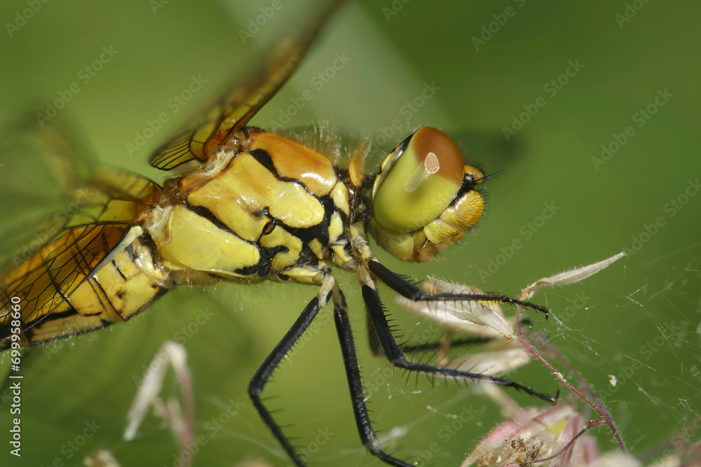Closeup on a Ruddy darter, Sympetrum sanguineum hanging in the vegetation Closeup on a Ruddy darter, Sympetrum sanguineum hanging in the vegetation