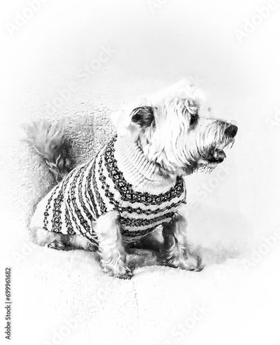 Female West Highland Terrier Dog of Approximately Four Years of Age.