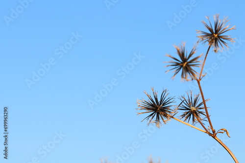 青空の泥棒草種（コセンダングサ） © Orange Bowl