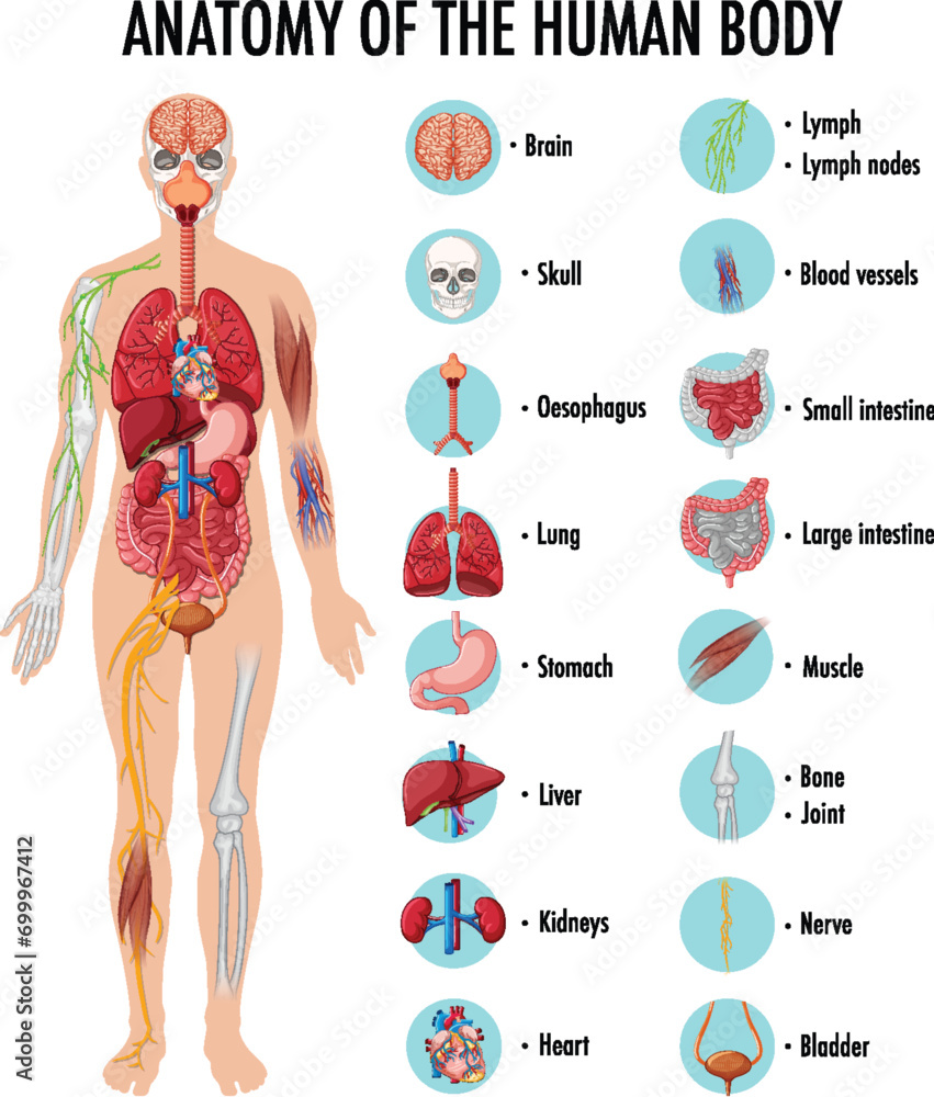 vector Anatomy of the human body information infographic Stock Vector ...