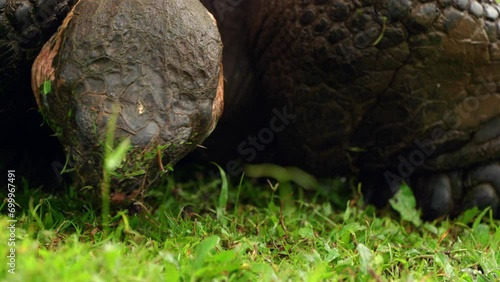 A giant tortoise (Chelonoidis niger porteri) eats grass in the wild on Santa Cruz Island in the Galápagos Islands. photo