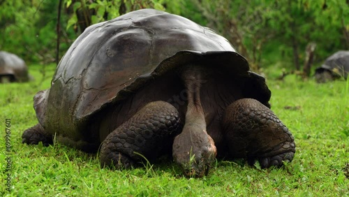 A giant tortoise (Chelonoidis niger porteri) eats grass on Santa Cruz Island in the Galápagos Islands. photo