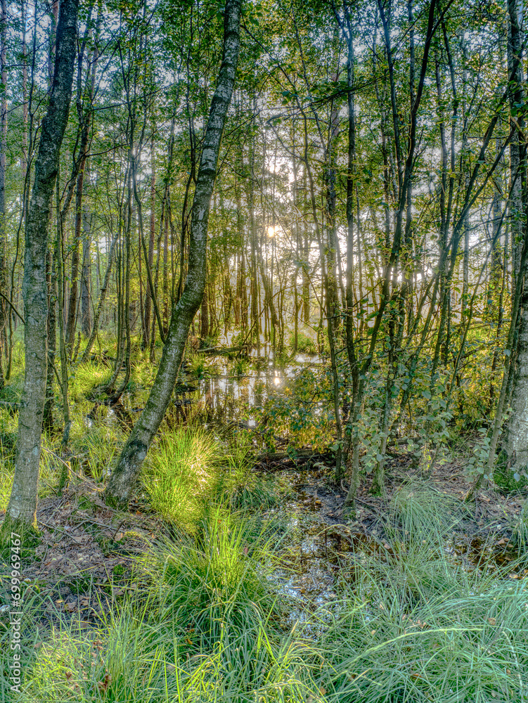 Fototapeta premium Birkenstämme verzaubert 