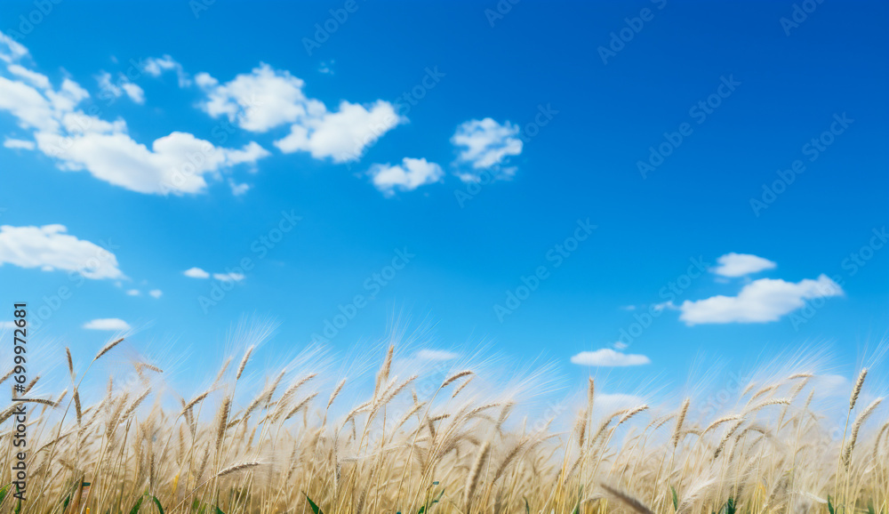 Wheat field and blue sky with white clouds. Nature background.