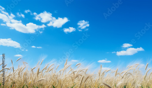 Wheat field and blue sky with white clouds. Nature background.