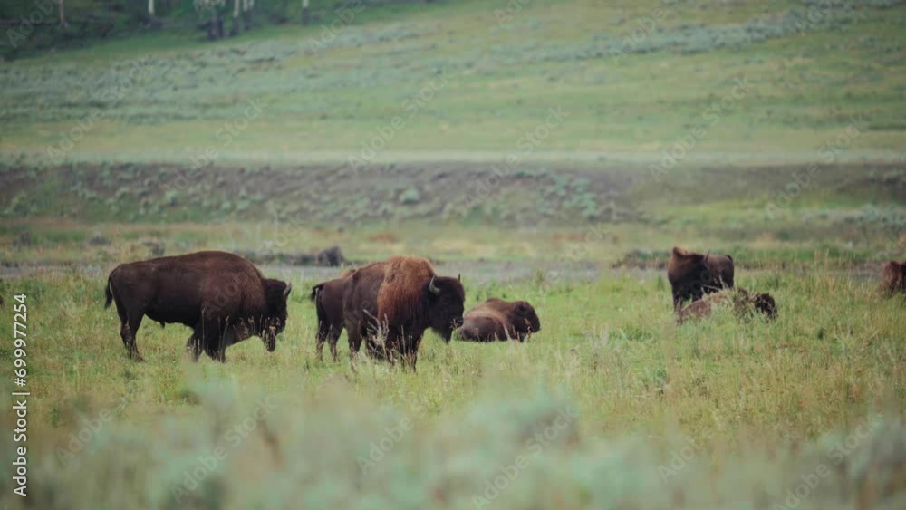 Buffalo Grazing in Lamar Valley Yellowstone Buffalo Grazing in Lamar Valley Yellowstone