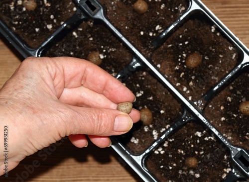 Planting bulbils of Chinese yam, lat. Dioscorea opposita  in reusable plastic tray.  Hand with a bulbil. Bulbils are pre-cultivated in early spring in greenhouse for bigger  roots. photo