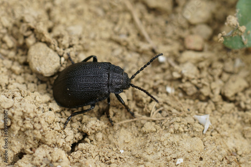 Closeup on the Black-punctured Leaf Beetle, Galeruca tanaceti sitting on the ground