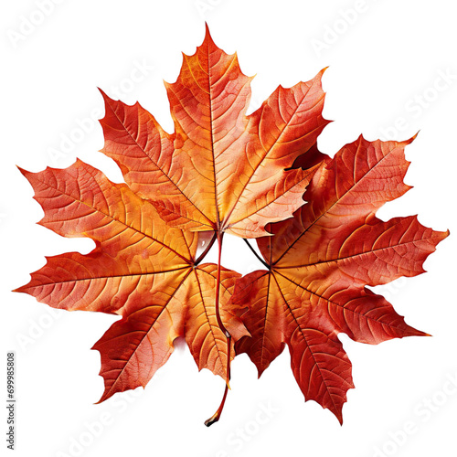 Autumn Leaf Isolated on Transparent or White Background
