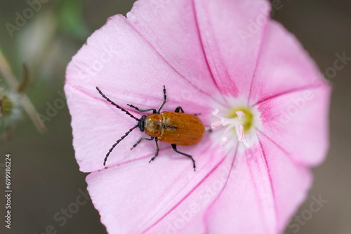 Closeup on a daffodil leaf beetle, Exosoma lusitanicum sitting in a pink Convolvulus flower