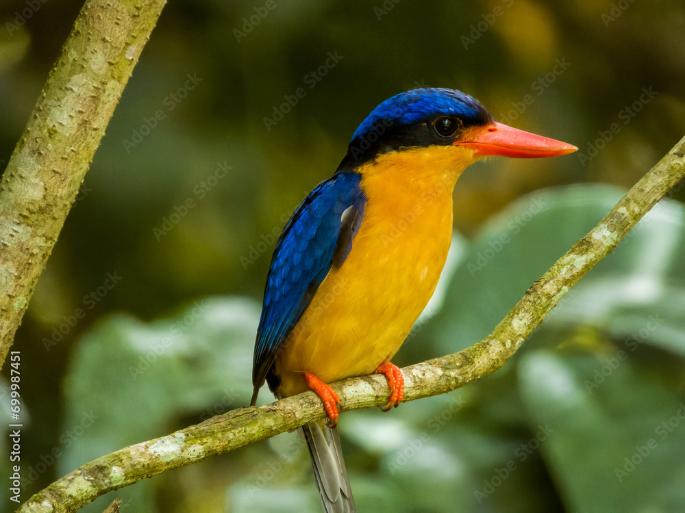 Obraz premium Buff-breasted Paradise Kingfisher in Queensland Australia