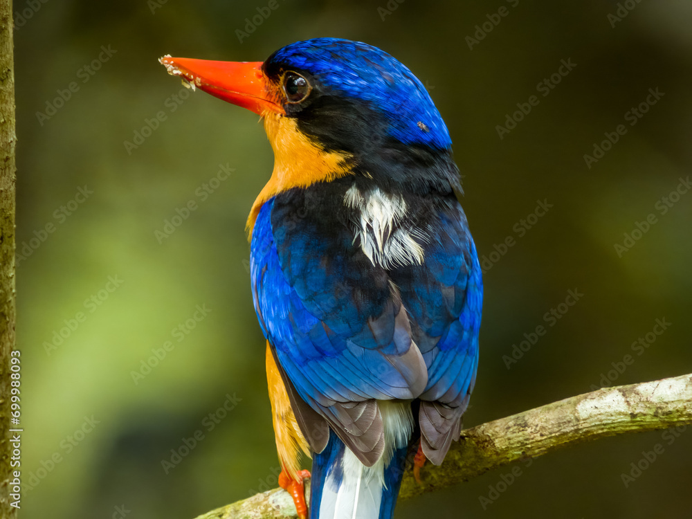 Buff-breasted Paradise Kingfisher in Queensland Australia