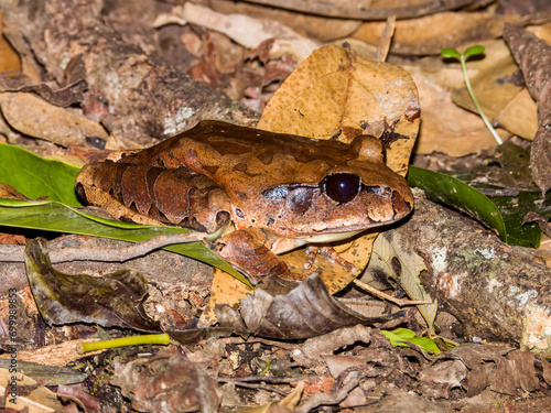 Coggers Barred Frog in Queensland Australia photo