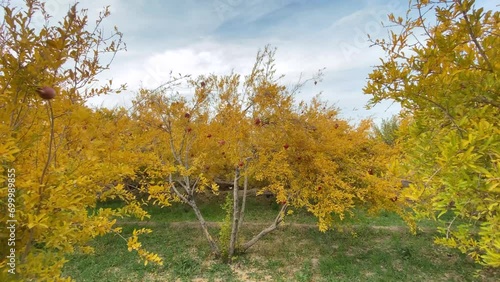 wind in garden the pomegranate orchard in harvest season autumn yellow leaves tree green grass cloudy weather sky red ripe fruits hanging from tree branch in Iran rural countryside Yazd desert town photo