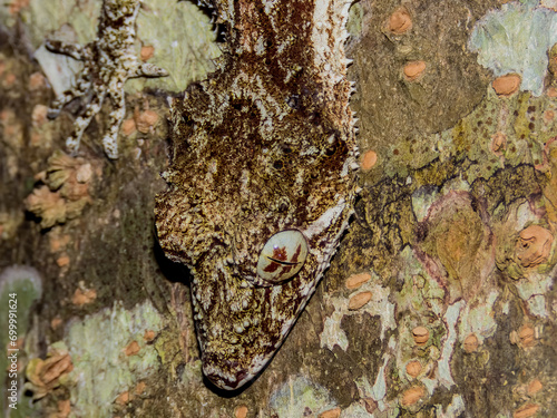 Northern Leaf-tailed Gecko in Queensland Australia photo