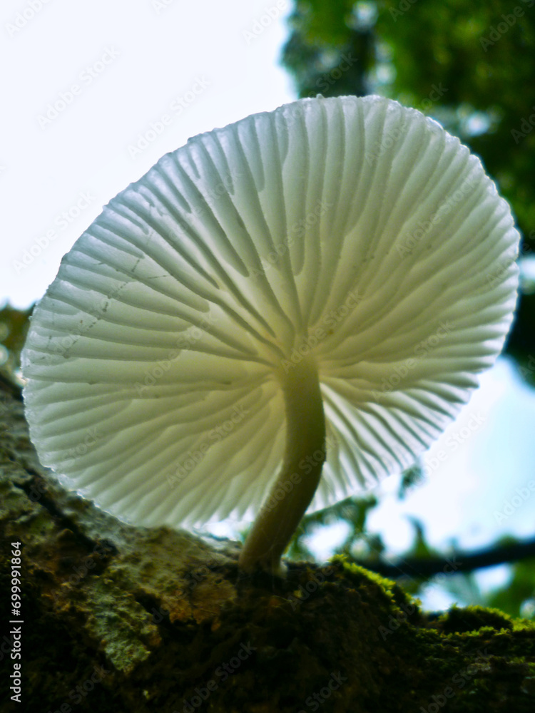 View from below of a white fungus growing on a tree branch. View from below of a white fungus growing on a tree branch.