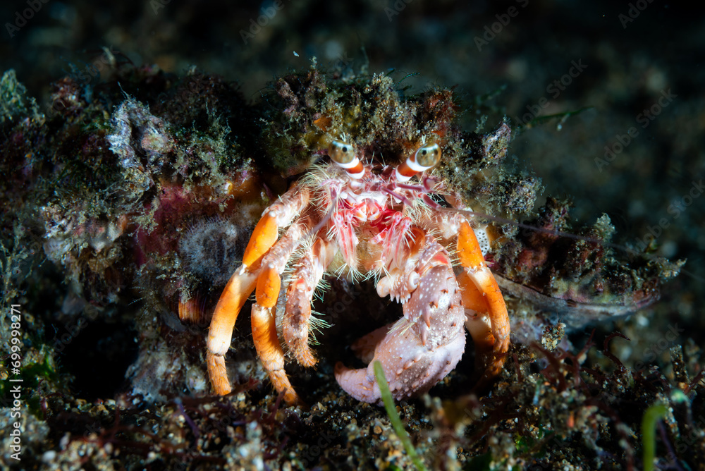 Anemone Hermit Crab Dardanus pedunculatus