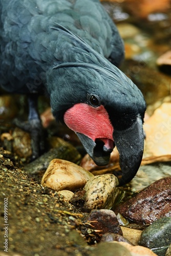 Close up photo of Palm Cockatoo (Probosciger atterimus) on stone background. Zoo Prague. Zoo Prague.  photo