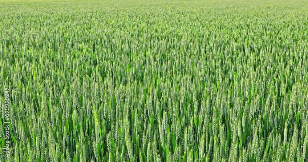 Green wheat ears natural landscape in summer. wheat ears swaying in the wind. Green wheat ears natural landscape in summer. wheat ears swaying in the wind.