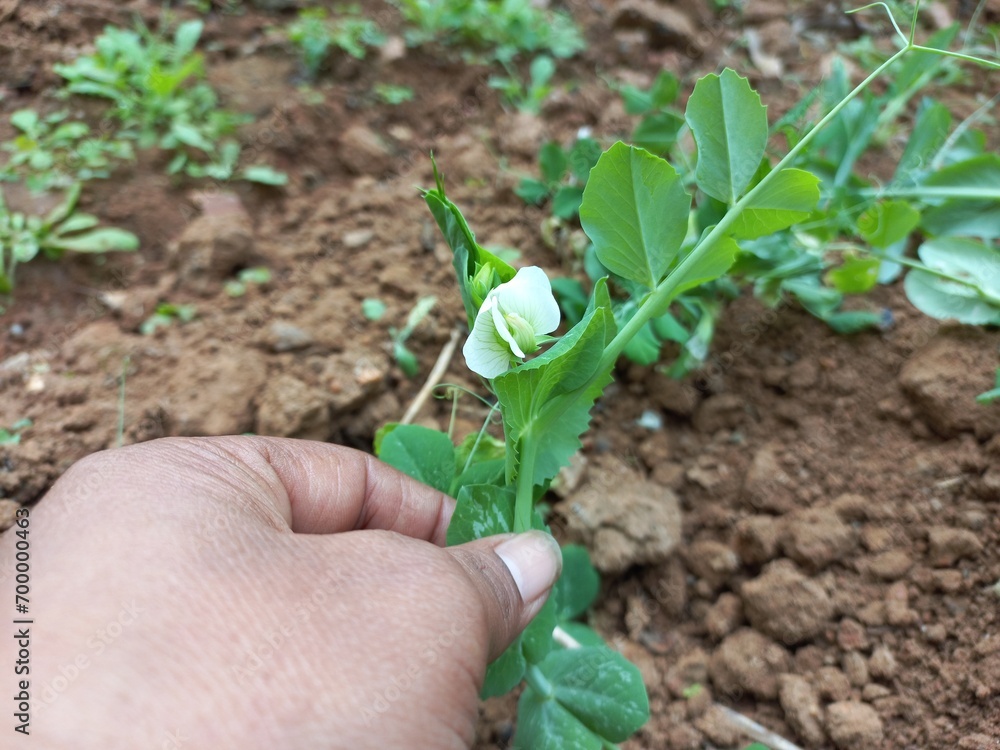 Pea flower photo, white pea flower, white pea flower in the green plant Pea flower photo, white pea flower, white pea flower in the green plant