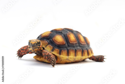 Cute small baby Red-foot Tortoise in front of white background, The red-footed tortoise isolated white background studio lighting , The red-footed tortoise (Chelonoidis carbonarius) is a species of to