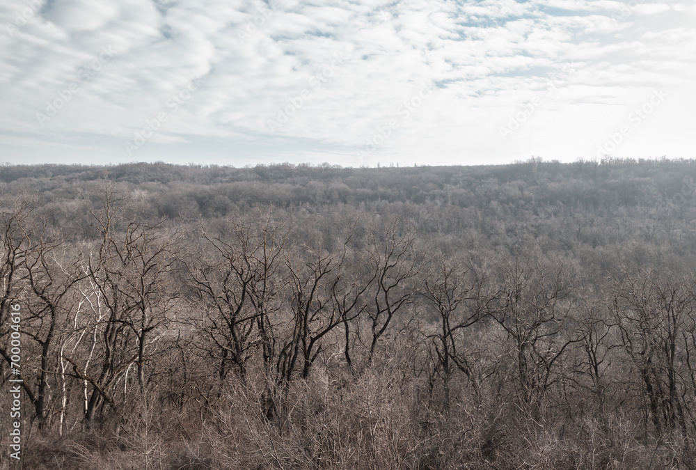 Tree area in the springtime . Bare trees forest nature Tree area in the springtime . Bare trees forest nature