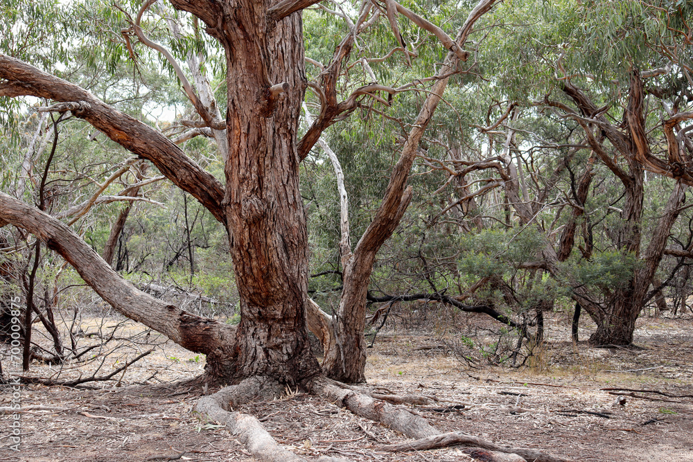 eucalyptus trees and roots in australian bushland landscape eucalyptus trees and roots in australian bushland landscape