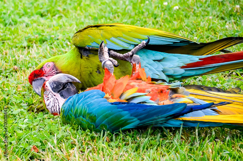 Playig colorul parrot on the grass