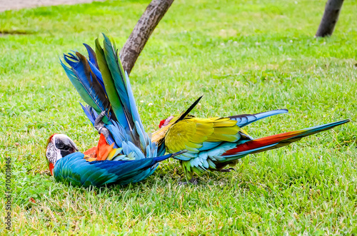 Playig colorul parrot on the grass photo