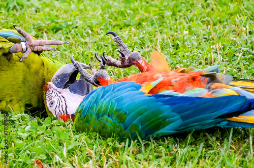 Playig colorul parrot on the grass